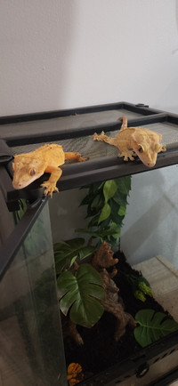 Crested Gecko Pair PRICE LOWERED