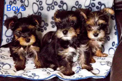 Yorkie/Biewer Puppies, View more