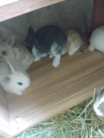 Baby bunnies, View more