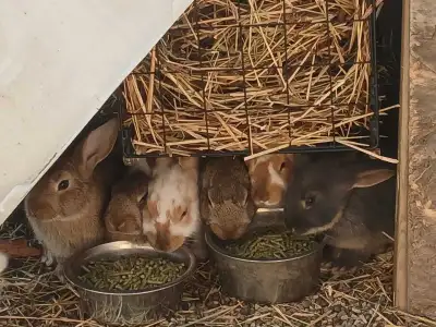 Bunnies!!!!!!, View more