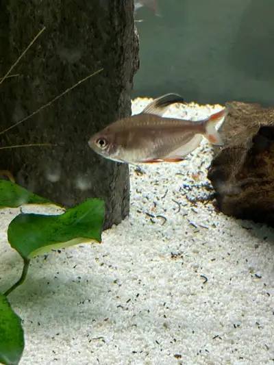 red skirt tetras, View more