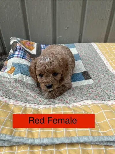 Cute Cavapoo Puppies, View more