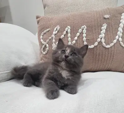 Chaton Siberien hypoallergene, Voir plus
