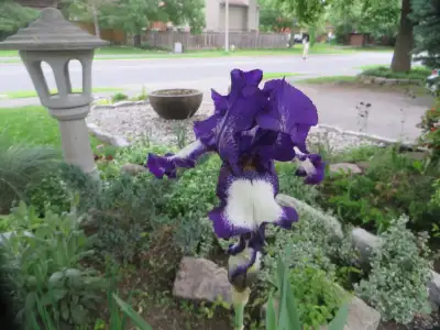 Purple and White Irises, perennials, Airport Area, View more