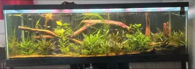 neocaridina shrimp 50c, View more