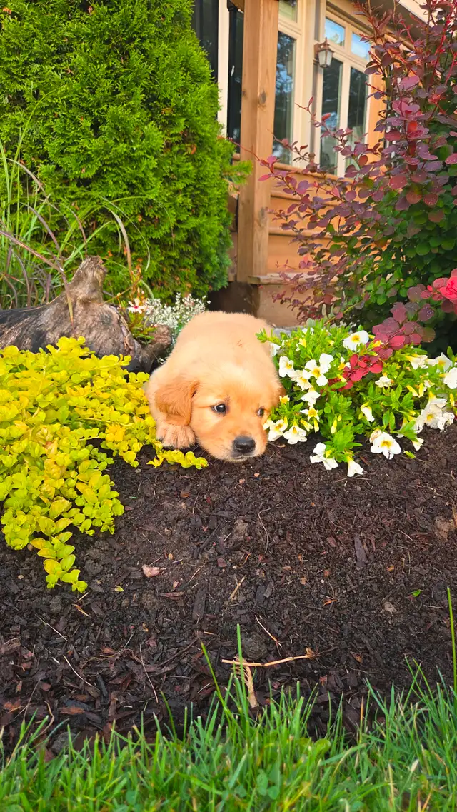 Golden Retriever Puppies in Dogs & Puppies for Rehoming in Kitchener / Waterloo - Image 4