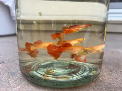 I’m selling large size guppies. 20 for $60.