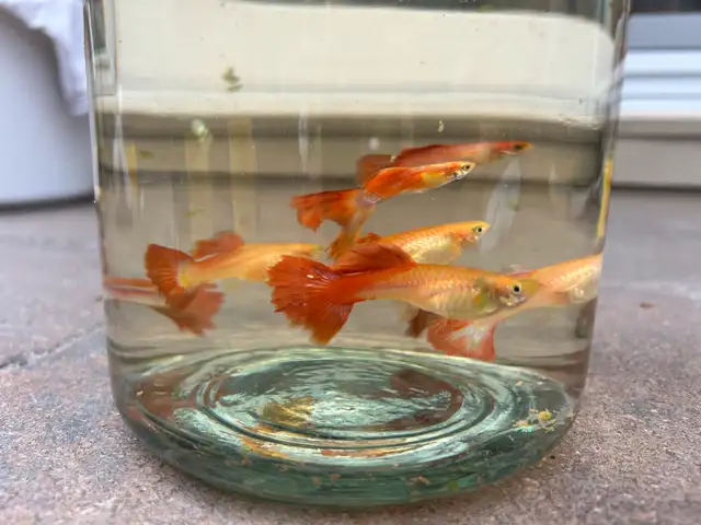Selling 20 large size guppies for $60 in Fish for Rehoming in City of Toronto - Image 2