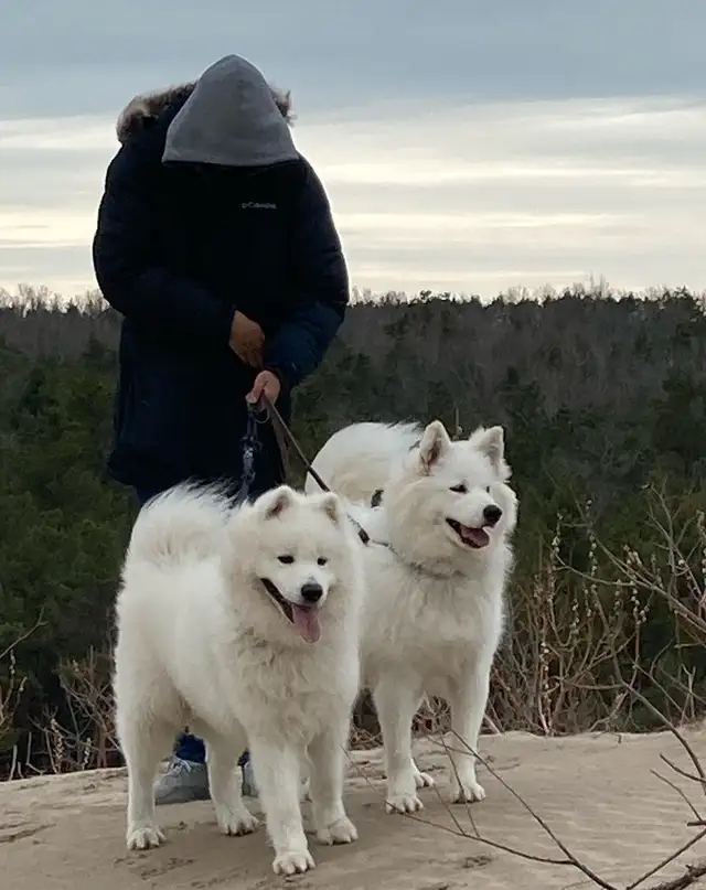 Samoyed Puppy!!*Addopted* in Dogs & Puppies for Rehoming in City of Toronto - Image 5