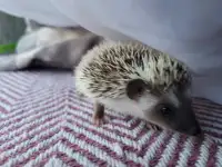 Bébé hérisson femelle / baby female hedgehog