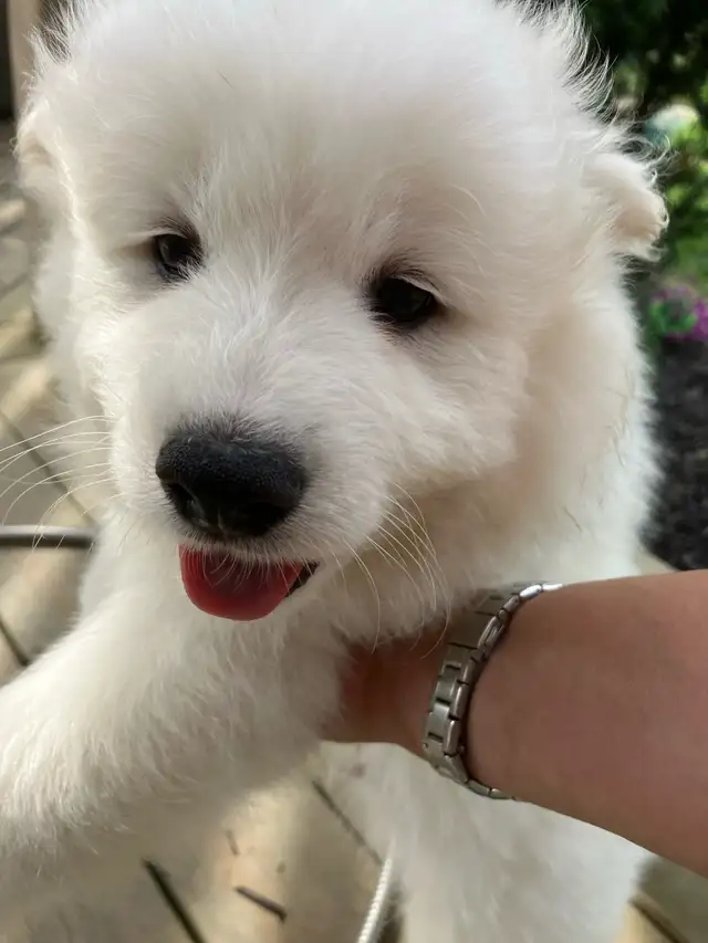 Adorable Purebread Male Samoyed. 8 wks June 20 in Dogs & Puppies for Rehoming in Leamington - Image 3