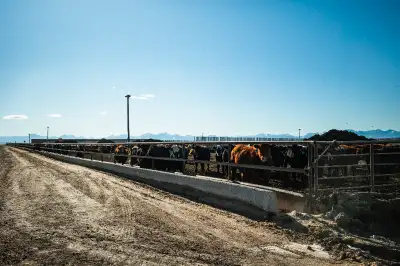 Feed Smarter With The Best Concrete Feed Bunks & Pads In The Industry. Get your feedlot up and runni...