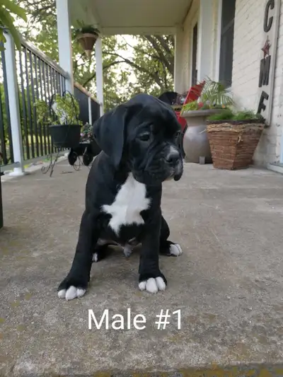 Boxer puppies , View more