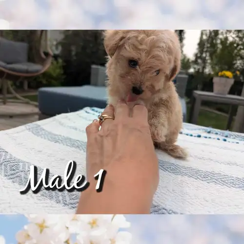 Male #2 **SOLD** Personality.... Sincere and kind with a healthy dose of playful. The day starts wit...