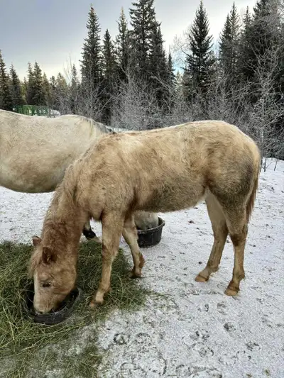 2025 POA gelding , View more