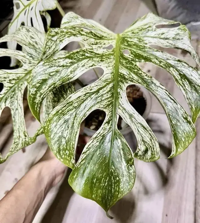 Promo on rooted wetstick monstera variegata in Plants, Fertilizer & Soil in City of Toronto - Image 4