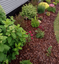 Spring cleanup/Landscaping services/Senior discounts 