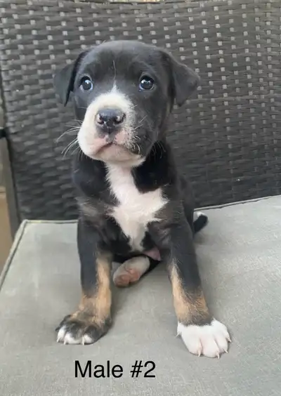 3 males left!!, View more
