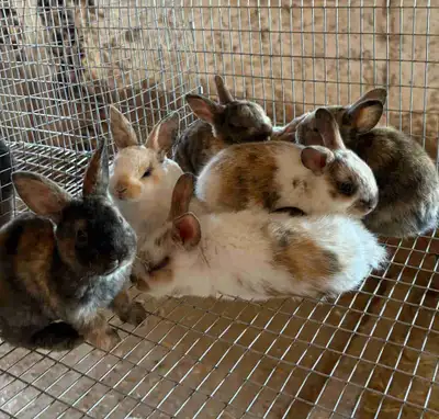 Mini Rex Bunnies, View more