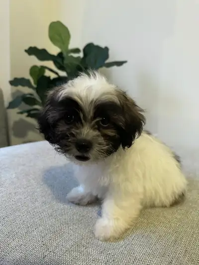 Male Malshi Puppy (Shih-Tzu/Maltese), View more