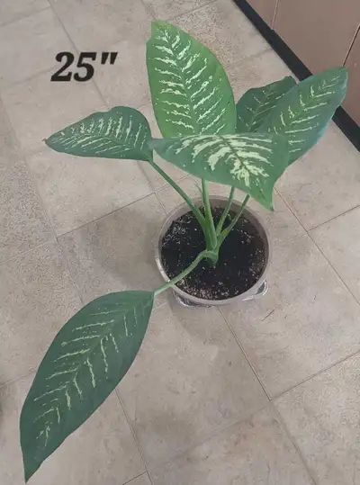 25" Dieffenbachia Plant, View more