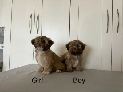 Shih Tzu Bichon Puppies! SHICHON!, View more