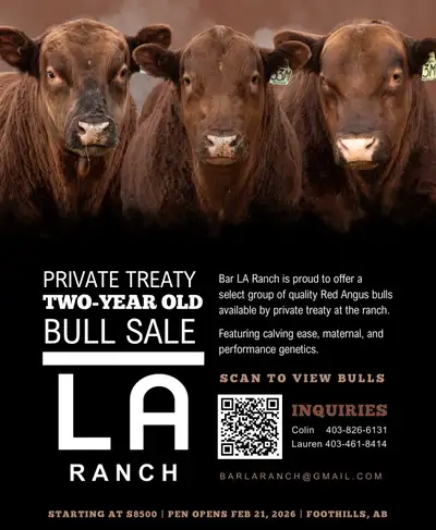 2YR OLD VIRGIN RED ANGUS BULLS - PRIVATE TREATY SALE, View more