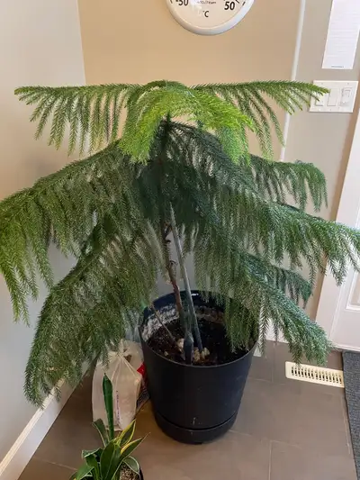 Indoor tree  for sale, plants, View more
