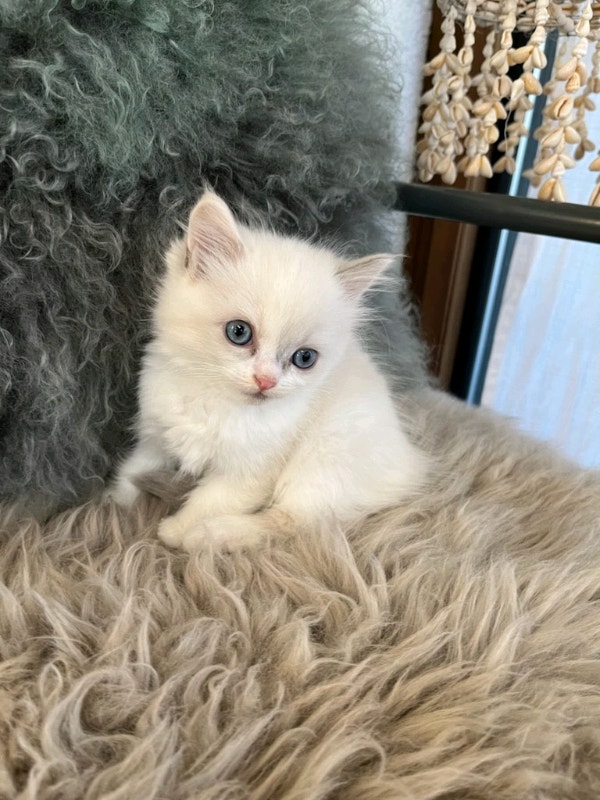 Persian x Ragdoll kittens Cats & Kittens for Rehoming Delta/Surrey