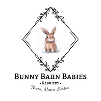 Baby Bunnies for Sale! Check Facebook page!