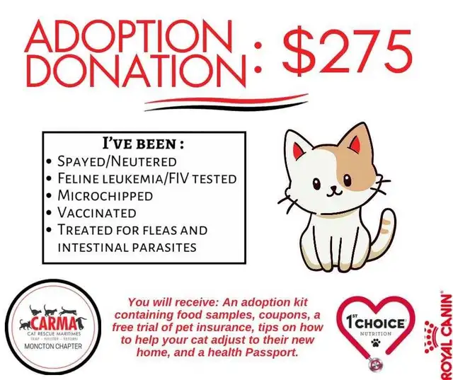 Loki needs a home! in Cats & Kittens for Rehoming in Moncton - Image 3