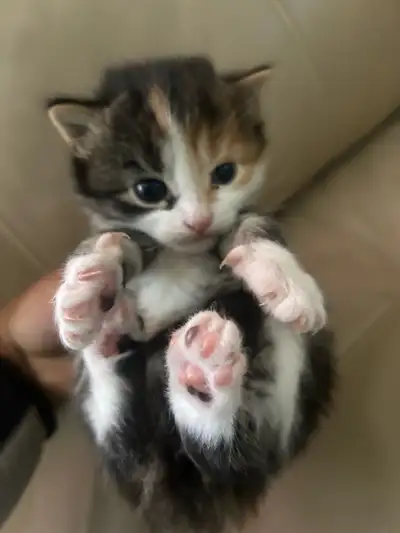 adorable kittens for sale, View more