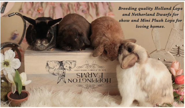 Holland Lops, Netherland Dwarfs and Mini Plush Lop rabbits in Small Animals for Rehoming in Red Deer