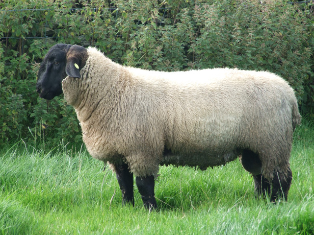 Lamb For sale in Livestock in Penticton