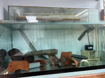 Plusieurs aquariums de 2.5 à 100 gallons a vendre rapidement, View more