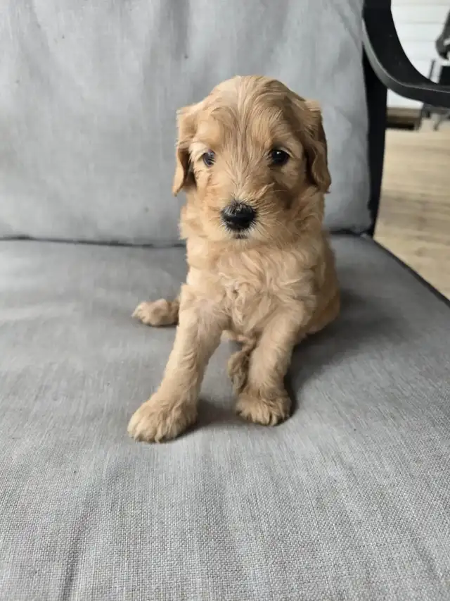 Guardian Program Applications Are OPEN! in Dogs & Puppies for Rehoming in Oakville / Halton Region - Image 5