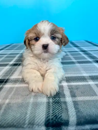 Purebred Shih Tzu Puppies!, View more