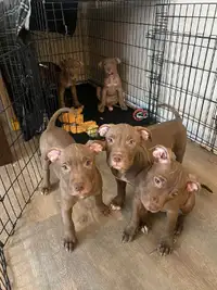 Puppies for sale! 4/9 left! Get one before they are gone!