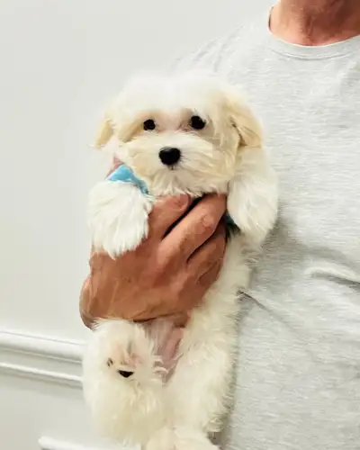 Chiots bichon maltais, View more