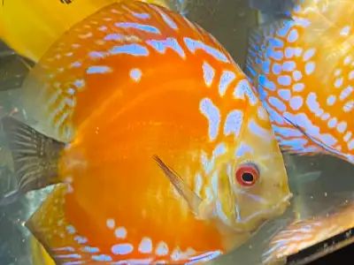 discus asiatiques 4 inches, View more