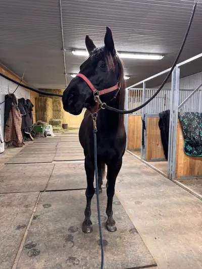 trail horse / games horse QH x Mare, View more