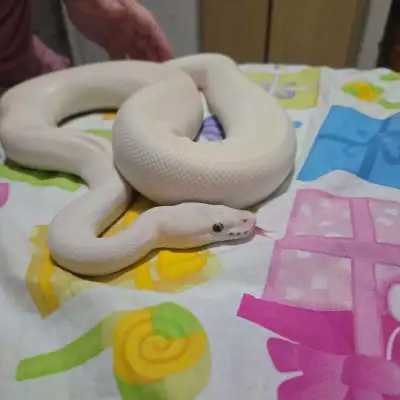 1st pic Adult male banana karma. Almost pure white with blue eyes. $200 2nd pic Adult male albino ph...