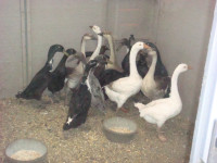 4 Male Indian Runner Ducks  1 year old Would trade for females