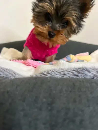 BABYDOLL YORKIES FEMALE & MALE, View more
