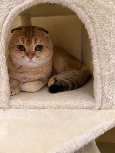 2 Male Scottish Fold Cat Breed bound, View more
