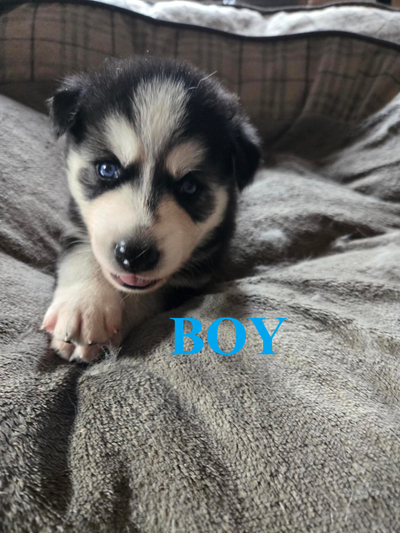 Siberian Husky Puppies, View more