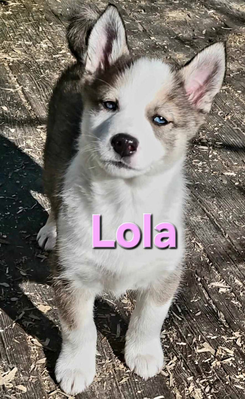 Husky pup w/two vaccinations BLUE EYES in Dogs & Puppies for Rehoming in Belleville - Image 3