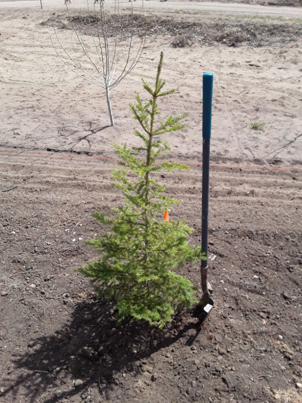 Wild Spruce Trees for Sale in Plants, Fertilizer & Soil in Regina