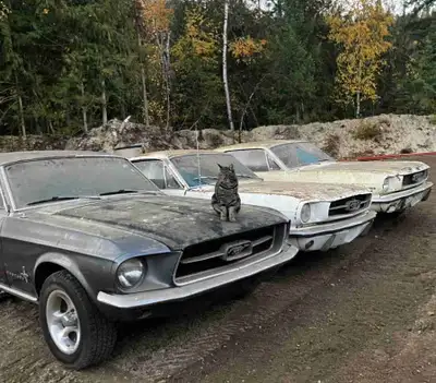 1965-1968 Mustangs for sale. All need Restoration. (No part out) - 1965 fastback complete with 6 cyl...
