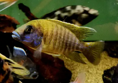 sunshine peacock male 4.5", View more